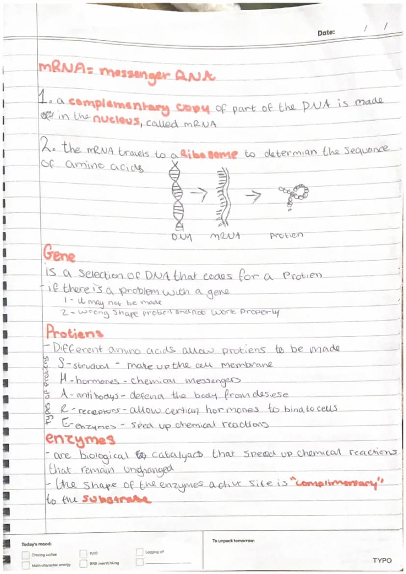 plant Cells
-nucleus
-cytoplasm
cell membrane-
-mitrochondria
Ribosomes
-Chloroplast
- cell wall
-Vacuole
Animal Cell
-nucleus
•cytoplasm.
-