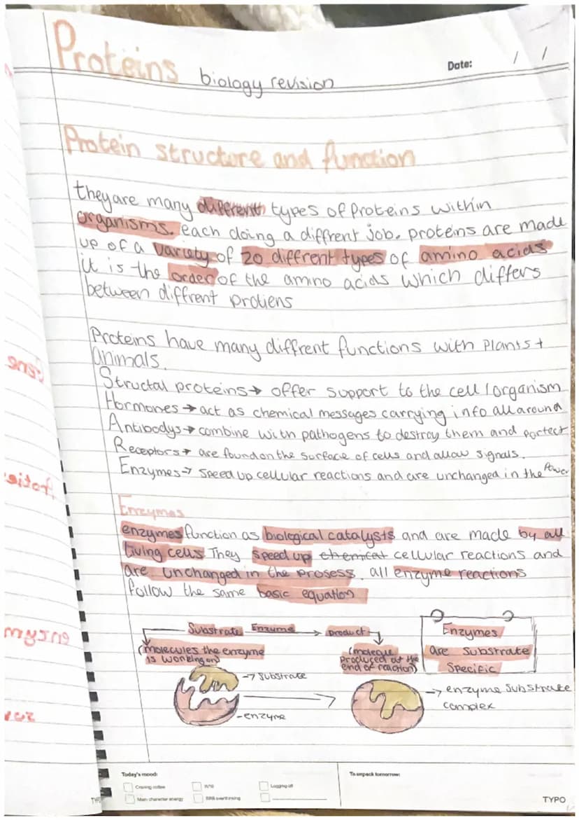 plant Cells
-nucleus
-cytoplasm
cell membrane-
-mitrochondria
Ribosomes
-Chloroplast
- cell wall
-Vacuole
Animal Cell
-nucleus
•cytoplasm.
-