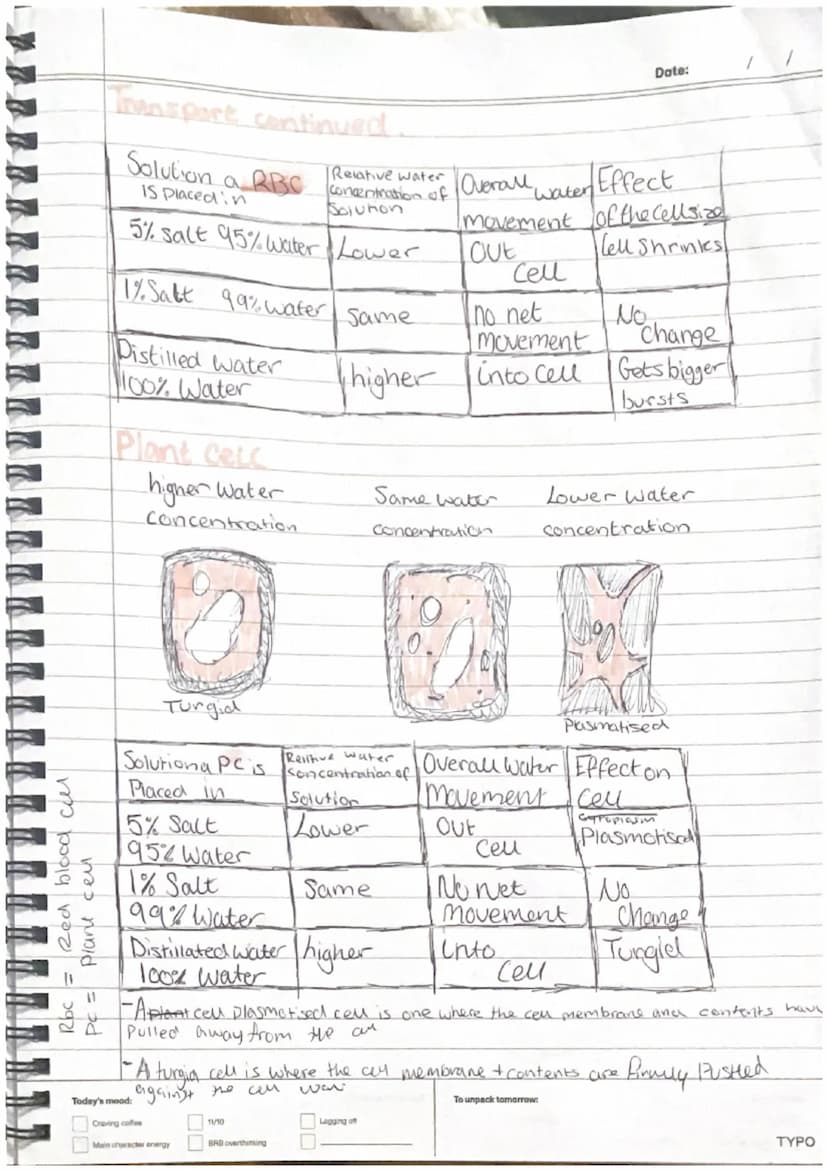 plant Cells
-nucleus
-cytoplasm
cell membrane-
-mitrochondria
Ribosomes
-Chloroplast
- cell wall
-Vacuole
Animal Cell
-nucleus
•cytoplasm.
-