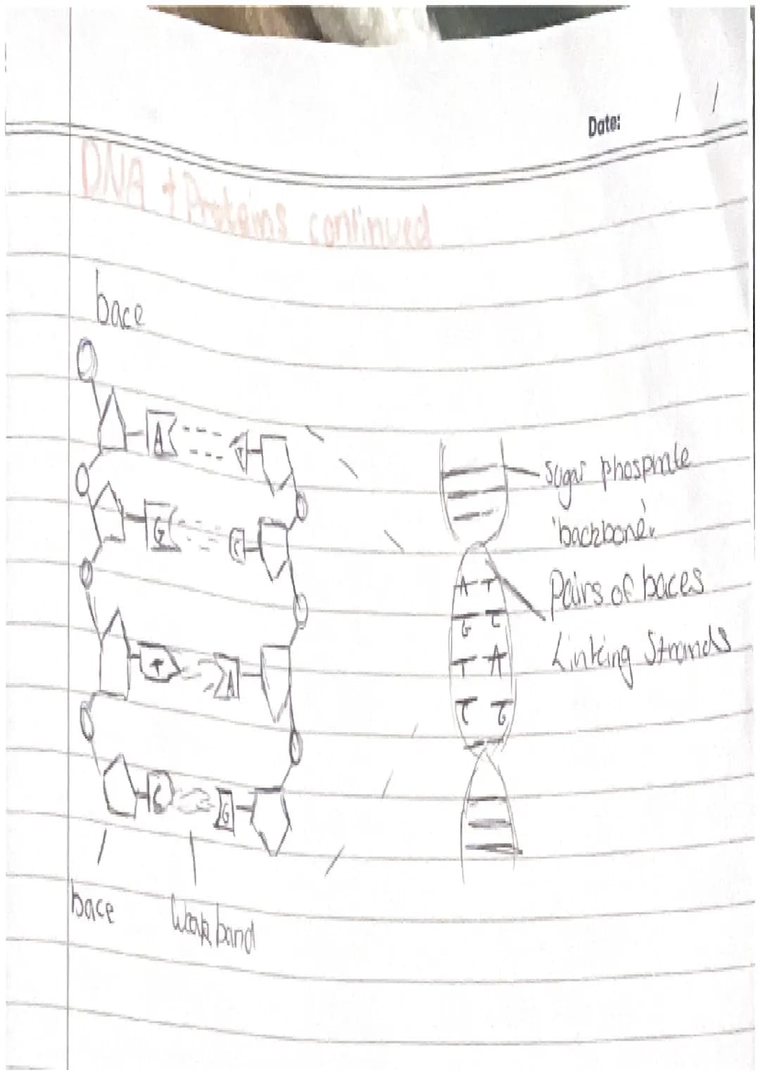 plant Cells
-nucleus
-cytoplasm
cell membrane-
-mitrochondria
Ribosomes
-Chloroplast
- cell wall
-Vacuole
Animal Cell
-nucleus
•cytoplasm.
-