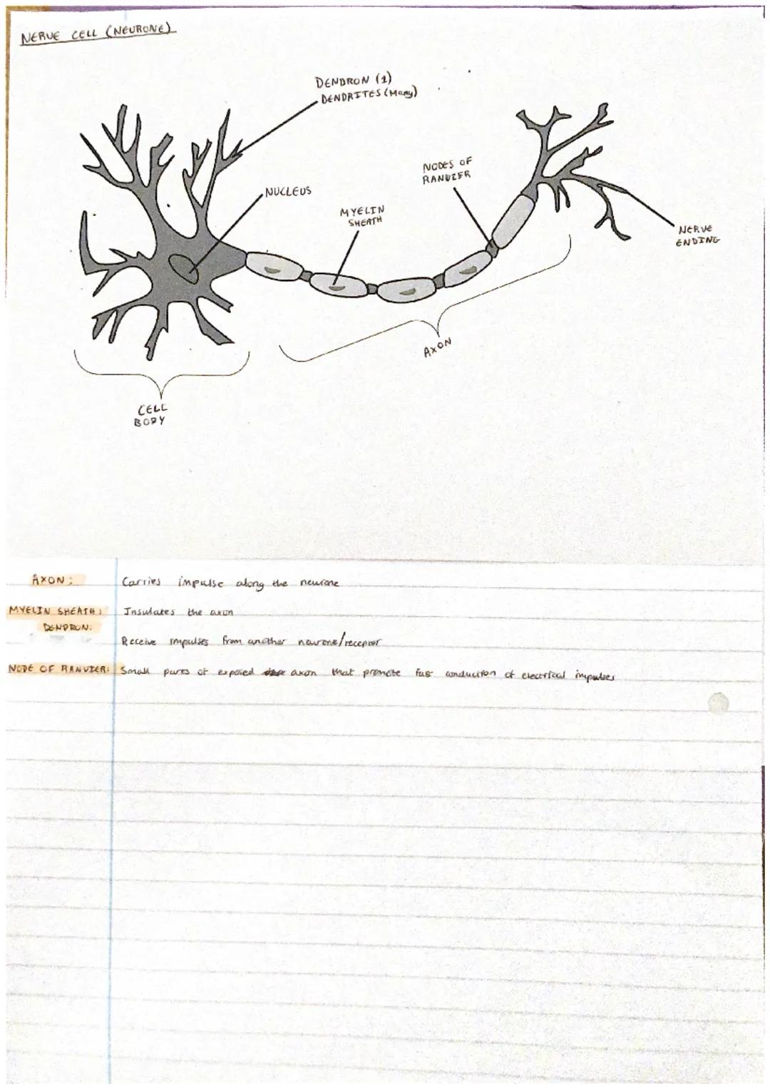 19/1/2023
# Neurones & Synapses
WHY are reflexes faster than conscious actions?
*   Impulses don't need to travel to the brain and back.
*  