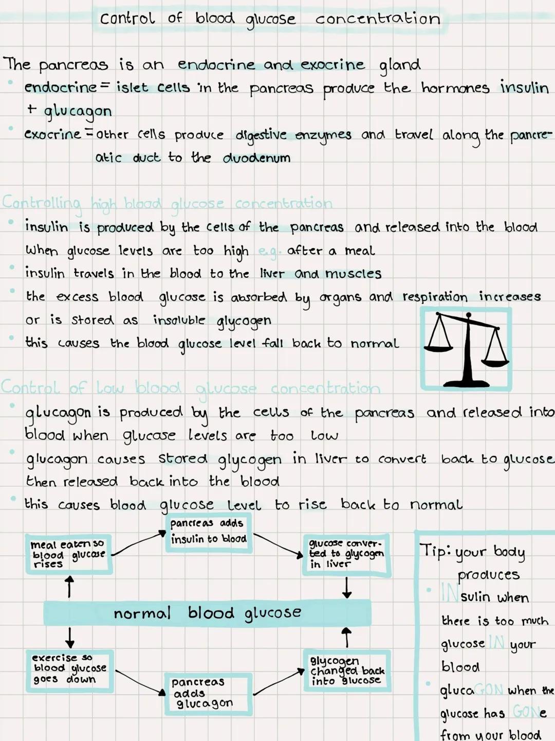 Control of blood glucose concentration 