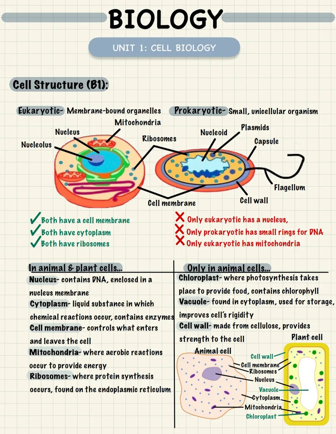 Nucleolus
BIOLOGY
Cell Structure (B1):
Eukaryotic- Membrane-bound organelles Prokaryotic- Small, unicellular organism
Mitochondria
Nucleus
U