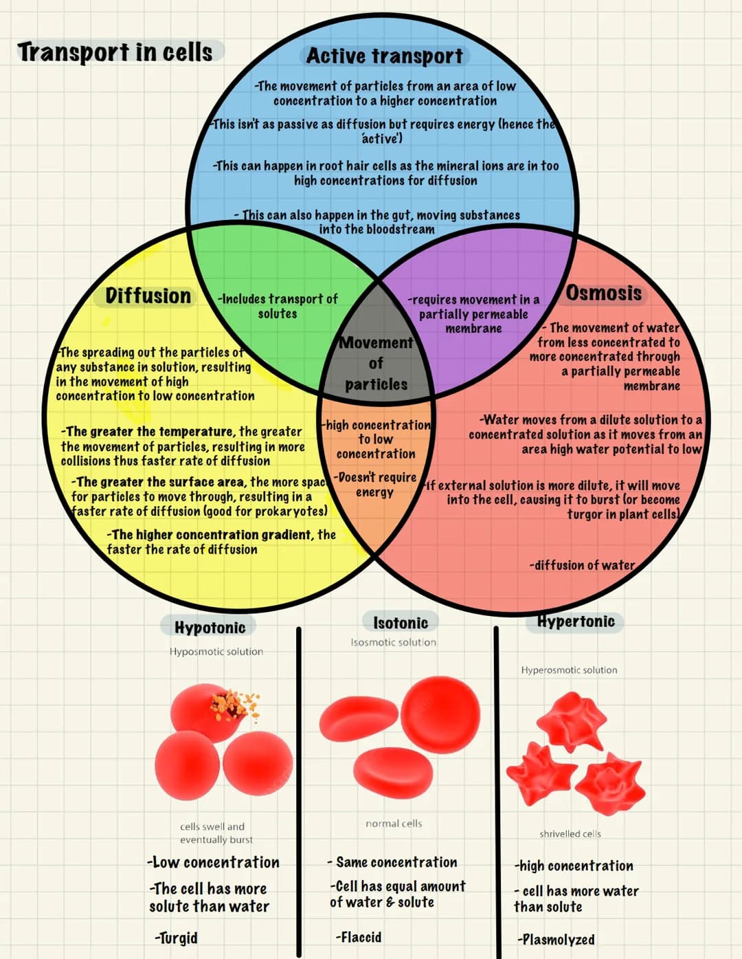 Nucleolus
BIOLOGY
Cell Structure (B1):
Eukaryotic- Membrane-bound organelles Prokaryotic- Small, unicellular organism
Mitochondria
Nucleus
U