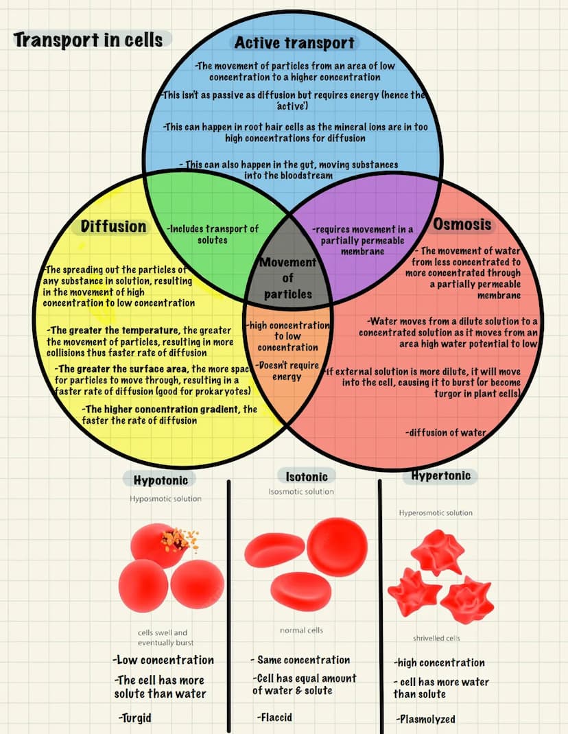 Nucleolus
BIOLOGY
Cell Structure (B1):
Eukaryotic- Membrane-bound organelles Prokaryotic- Small, unicellular organism
Mitochondria
Nucleus
U