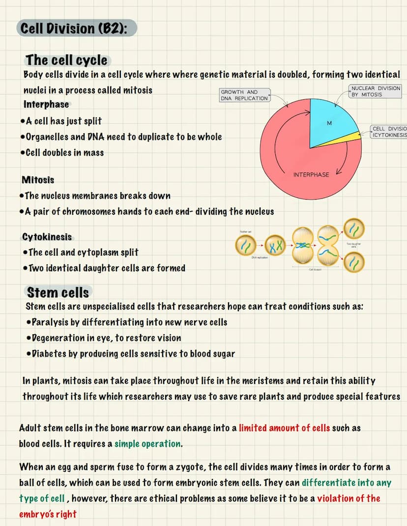 Nucleolus
BIOLOGY
Cell Structure (B1):
Eukaryotic- Membrane-bound organelles Prokaryotic- Small, unicellular organism
Mitochondria
Nucleus
U