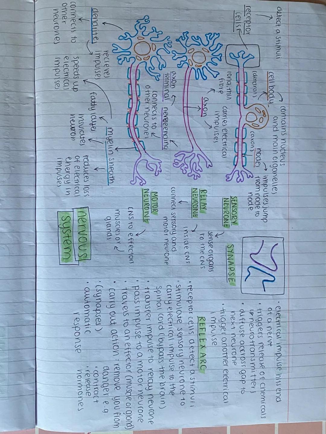 detect a stimuli
receptor
Cells F
LIGH
w
14
connects to
other
neurones
cell body
(dendron)
DR³
recreves
dendrite impulses
long, thin
fibre
c