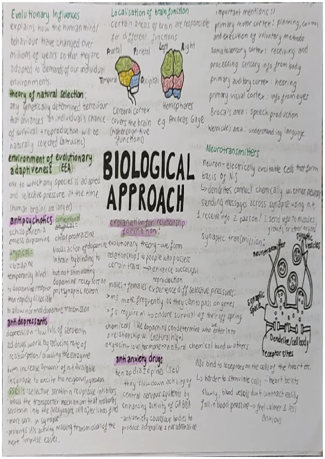 Cool Facts About the Human Brain and How It Works with Neurotransmitters
