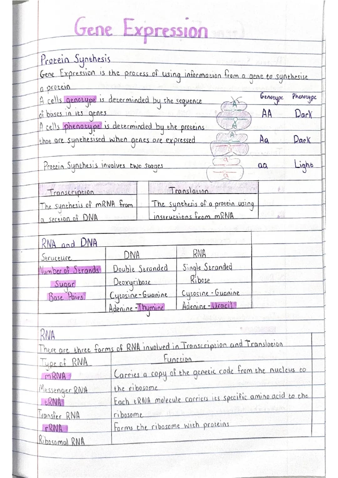 higher biology 1.3 gene expression 