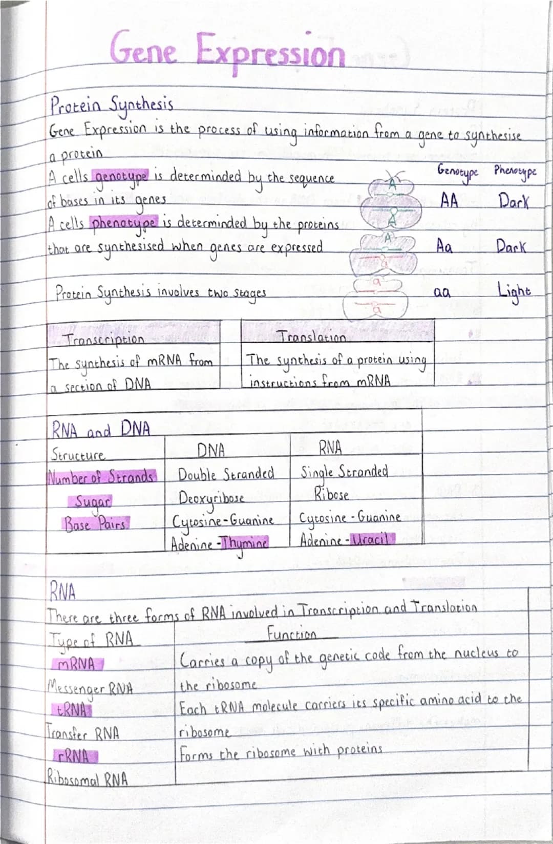 Gene Expression
Protein Synthesis
Gene Expression is the process of using information from
a
gene to synthesise
a protein
A cells
genotype
i