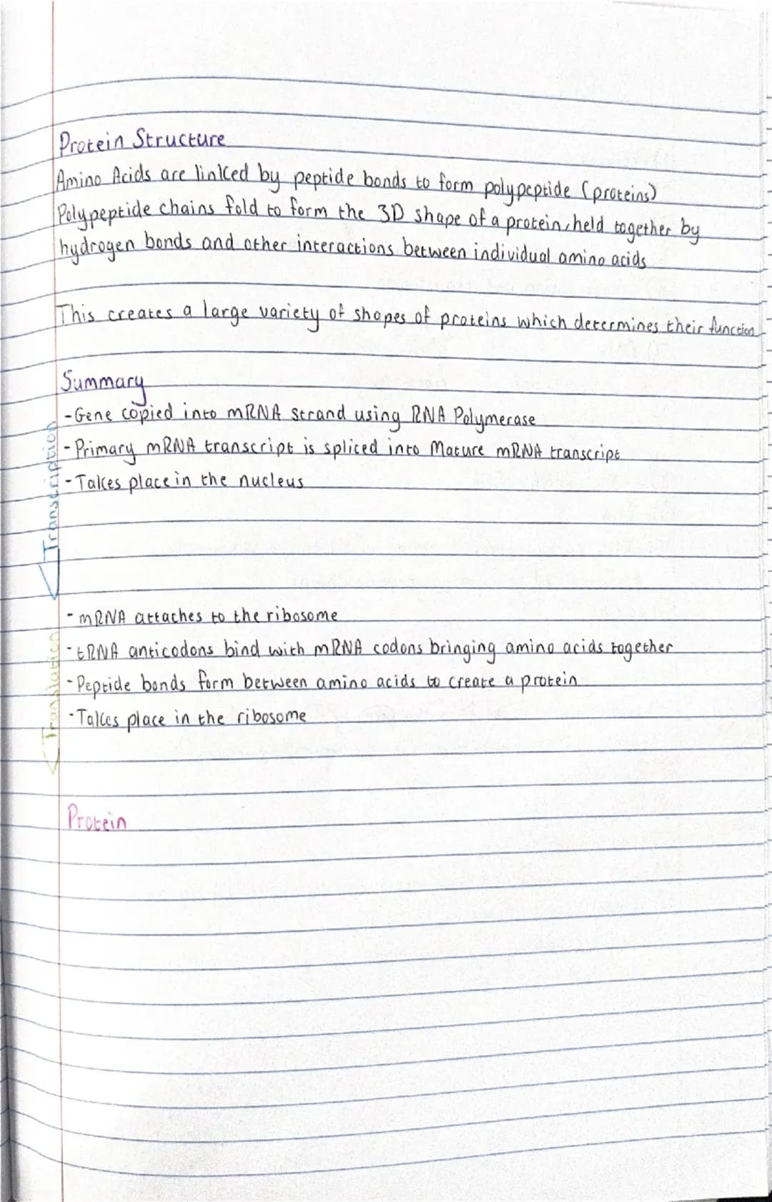 Gene Expression
Protein Synthesis
Gene Expression is the process of using information from
a
gene to synthesise
a protein
A cells
genotype
i