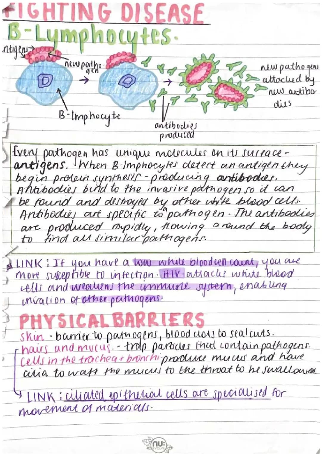 How White Blood Cells Protect Us: Lymphocytes, Phagocytes, and More - GCSE Immune System