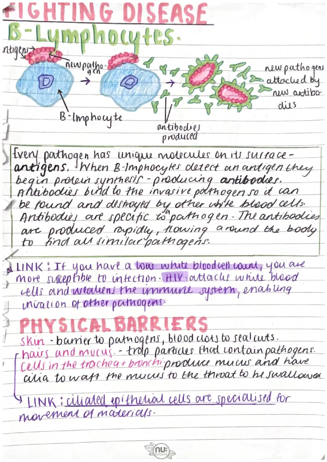 FIGHTING DISEASE
B-Lymphocytes.
new patho-
gen
ntigen
000
4
B-Imphocyte
Every pathogen has unique molecules on its surrace -
antigens. When 