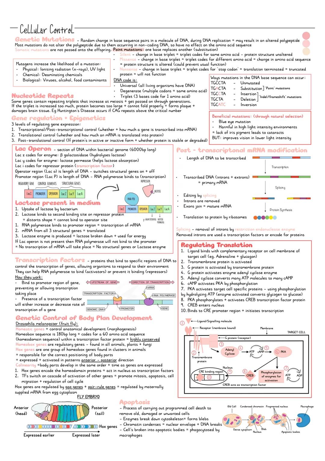 Biology Cellular Control Revision Notes