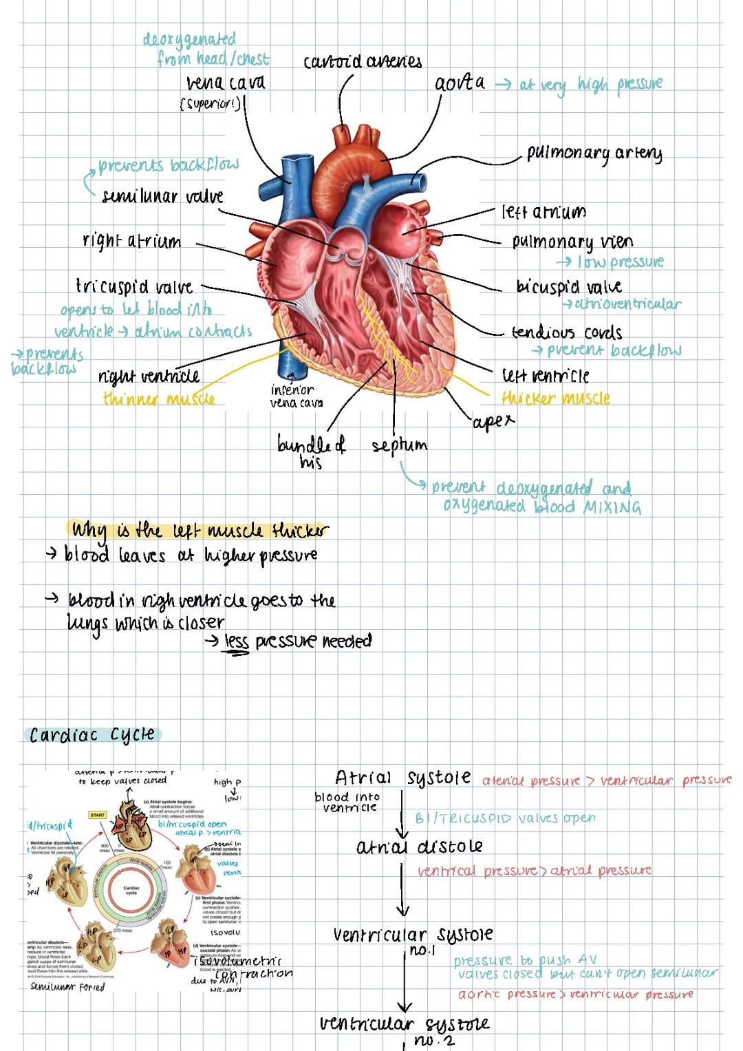 Circulatory system - biology