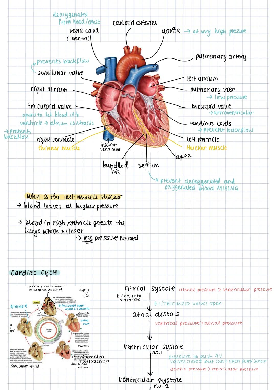 → prevents
backflow
right atrium
tricuspid valve
opens to let blood into
ventricle atrium contracts.
20
sed
id/tricuspid
Cardiac cycle
Ventr
