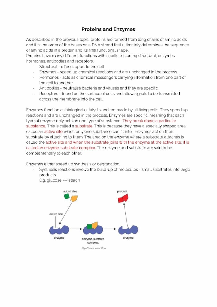 Know BIOLOGY 1.4 - Proteins and Enzymes  thumbnail