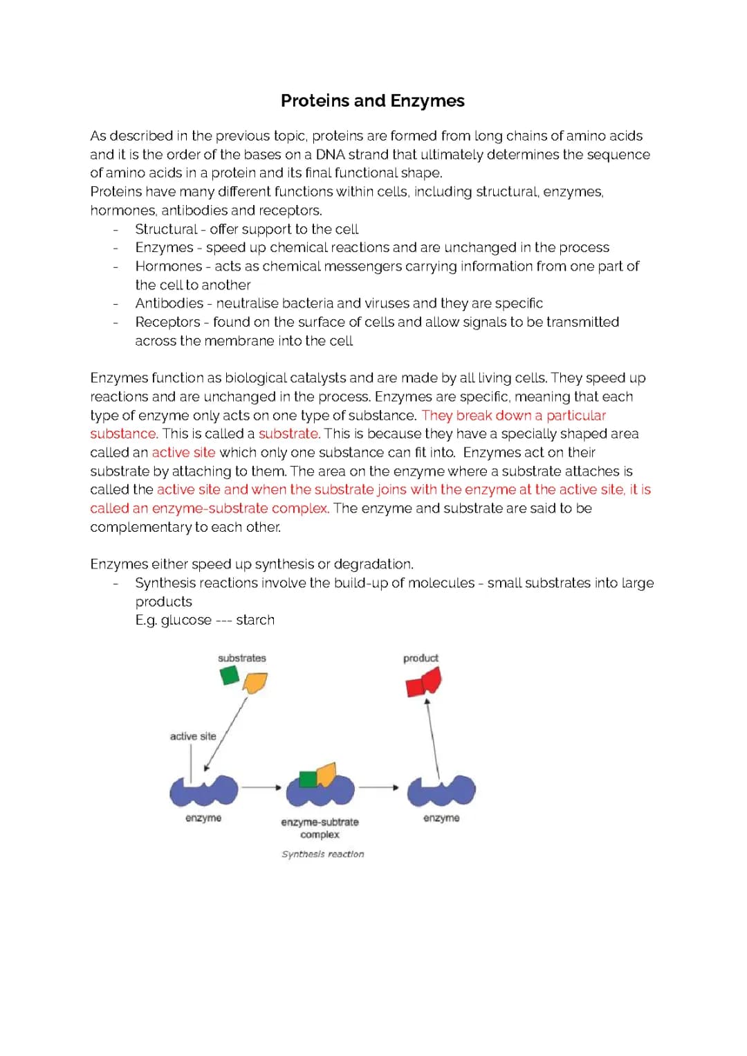 How Proteins Work as Enzymes and Hormones for Kids
