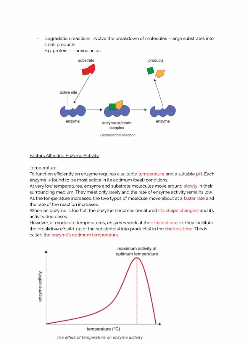 Proteins and Enzymes
As described in the previous topic, proteins are formed from long chains of amino acids
and it is the order of the base