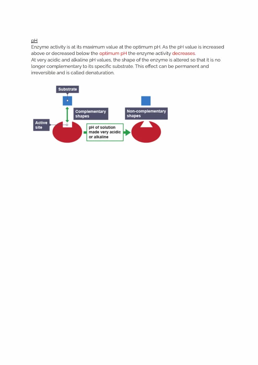 Proteins and Enzymes
As described in the previous topic, proteins are formed from long chains of amino acids
and it is the order of the base