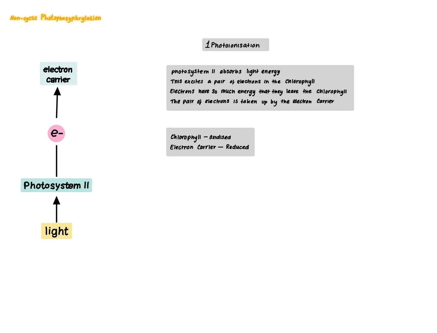 Photosynthesis Introduction
light
light
Carbon dioxide
6C02 + 6H₂0
Chloroplast
→ glucose
→C6H1₂O6 + 60₂
+
oxygen
lamella
-outer membrane
Inn