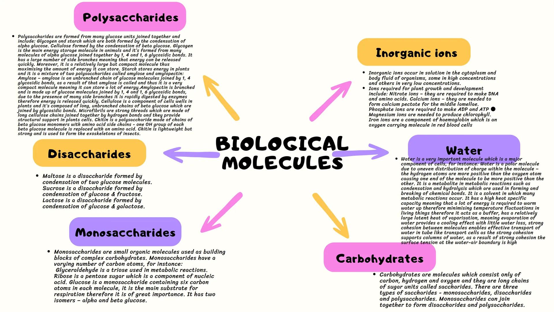 Polysaccharides
• Polysaccharides are formed from many glucose units joined together and
include: Glycogen and starch which are both formed 