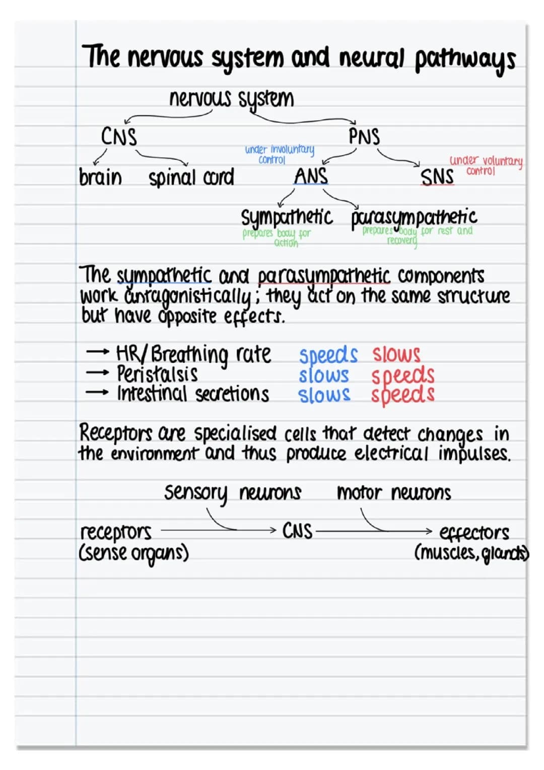 higher human biology - neurobiology