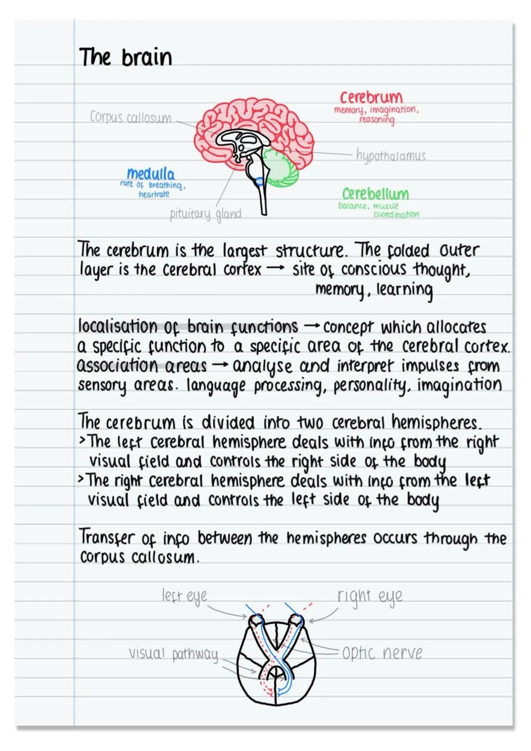 The nervous system and neural pathways.
nervous system
CNS
☑
under involuntary
Control
brain spinal cord.
PNS
SNS Control
under voluntary
AN