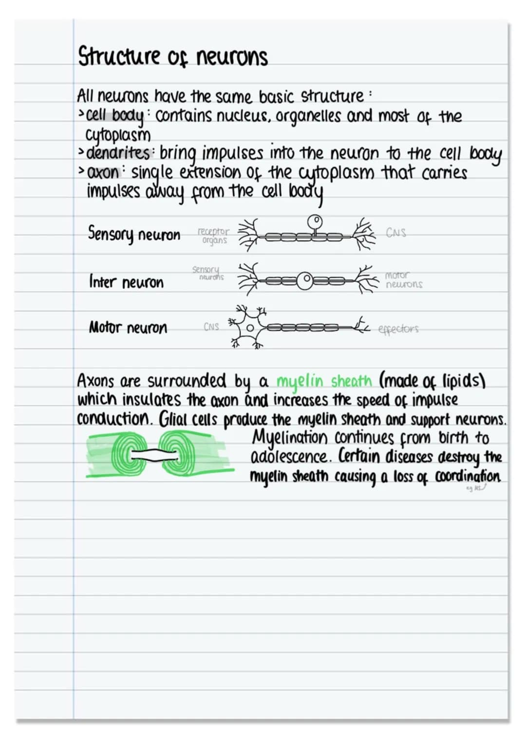 The nervous system and neural pathways.
nervous system
CNS
☑
under involuntary
Control
brain spinal cord.
PNS
SNS Control
under voluntary
AN