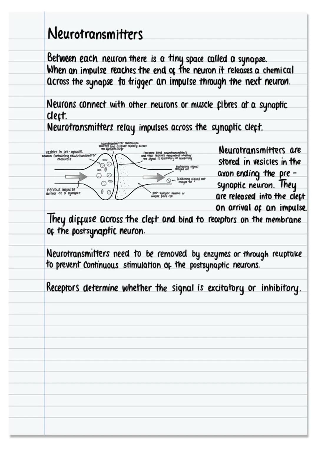 The nervous system and neural pathways.
nervous system
CNS
☑
under involuntary
Control
brain spinal cord.
PNS
SNS Control
under voluntary
AN