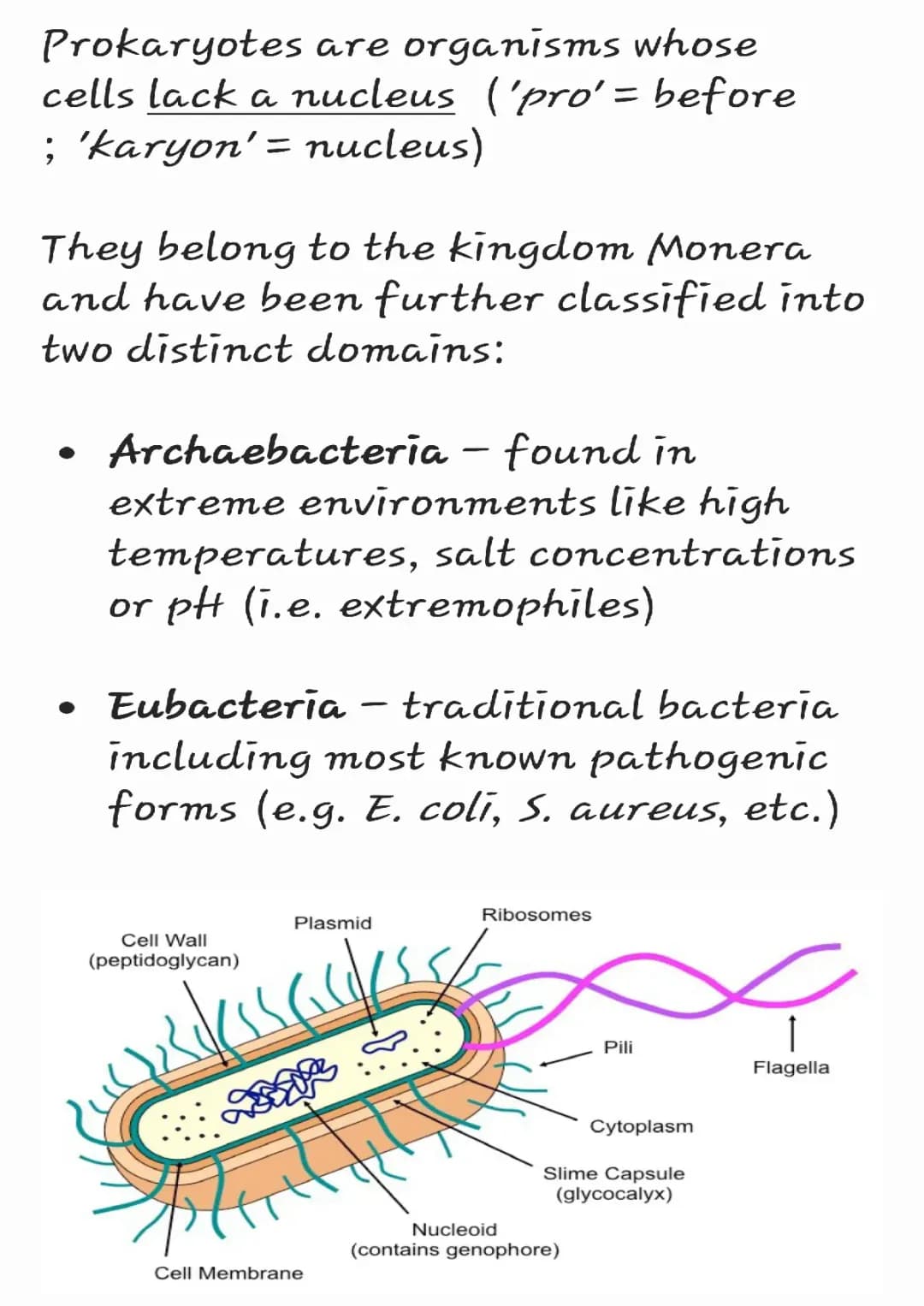 Explore Cool Cell Stuff: Prokaryotic and Eukaryotic Fun!
