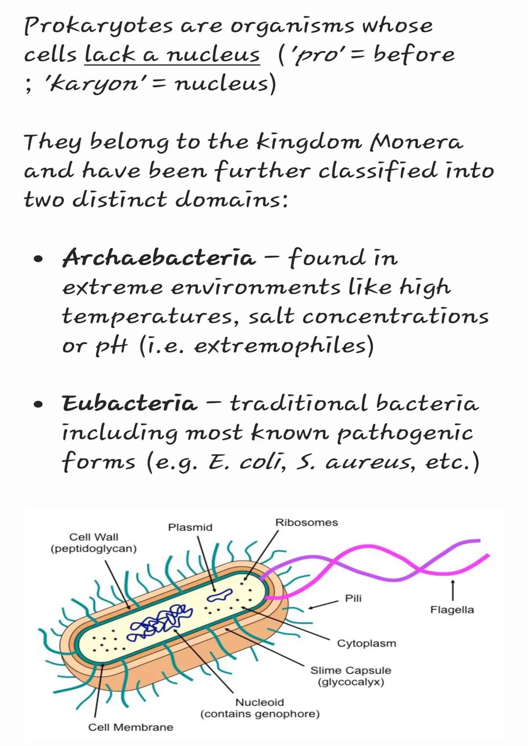 Prokaryotes are organisms whose
cells lack a nucleus ('pro' = before
; 'karyon' = nucleus)
They belong to the kingdom Monera
and have been f
