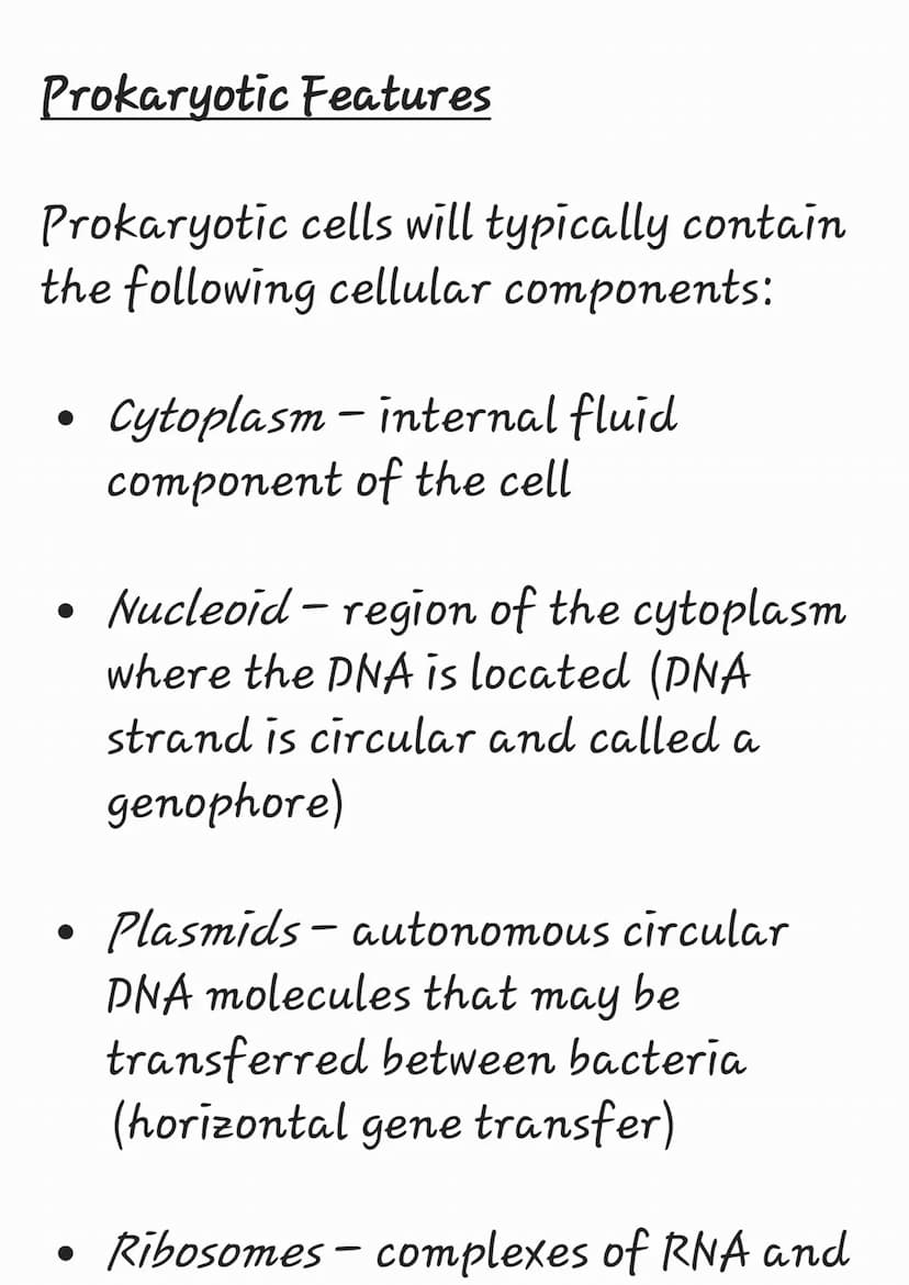 Prokaryotes are organisms whose
cells lack a nucleus ('pro' = before
; 'karyon' = nucleus)
They belong to the kingdom Monera
and have been f