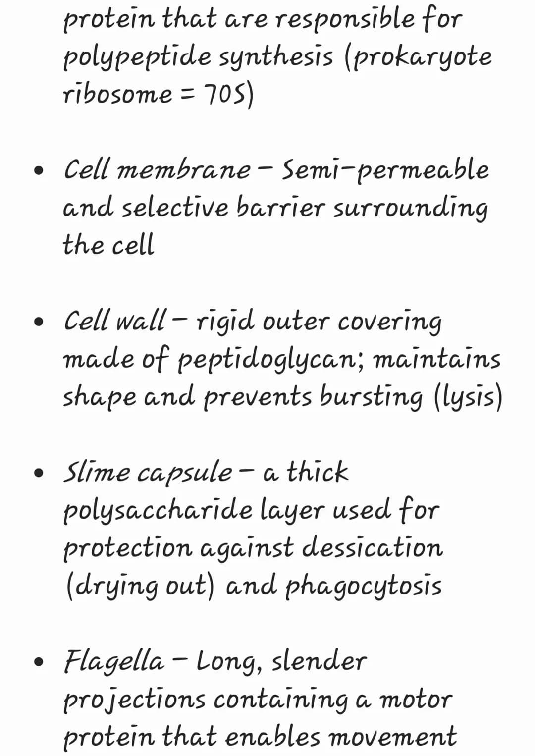 Prokaryotes are organisms whose
cells lack a nucleus ('pro' = before
; 'karyon' = nucleus)
They belong to the kingdom Monera
and have been f