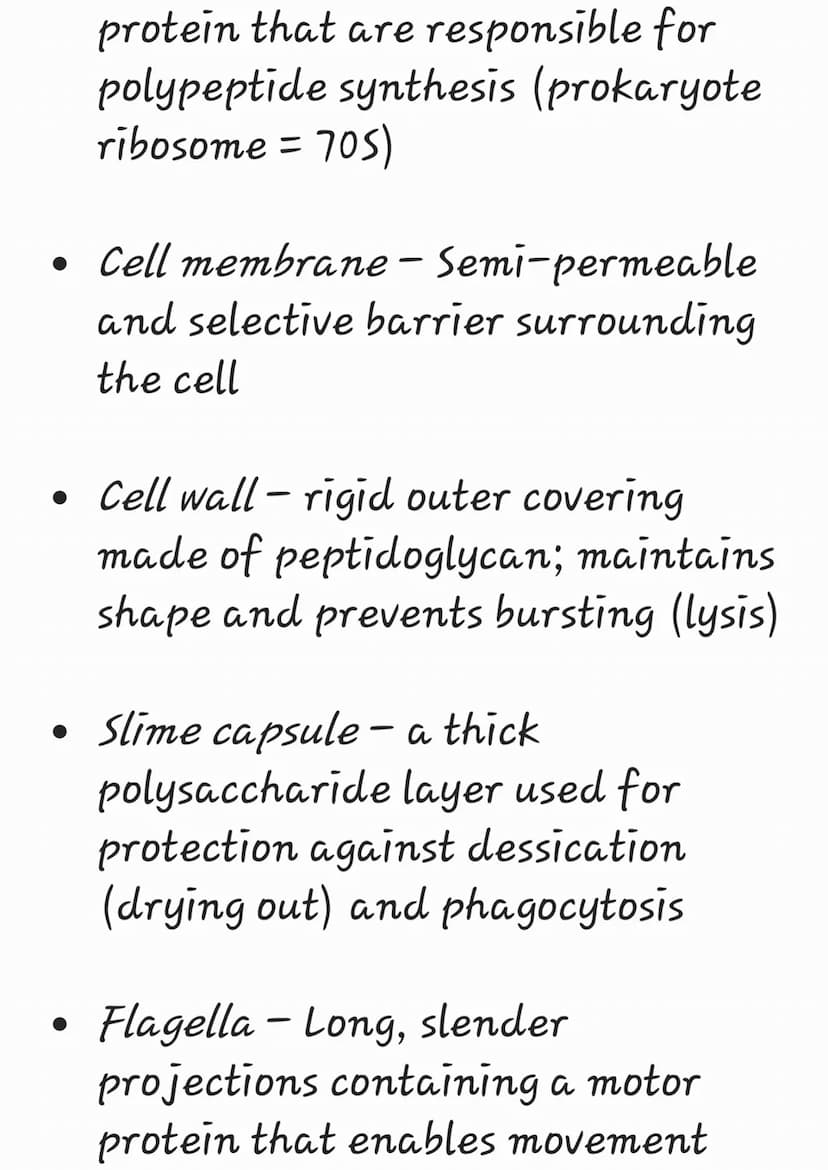 Prokaryotes are organisms whose
cells lack a nucleus ('pro' = before
; 'karyon' = nucleus)
They belong to the kingdom Monera
and have been f