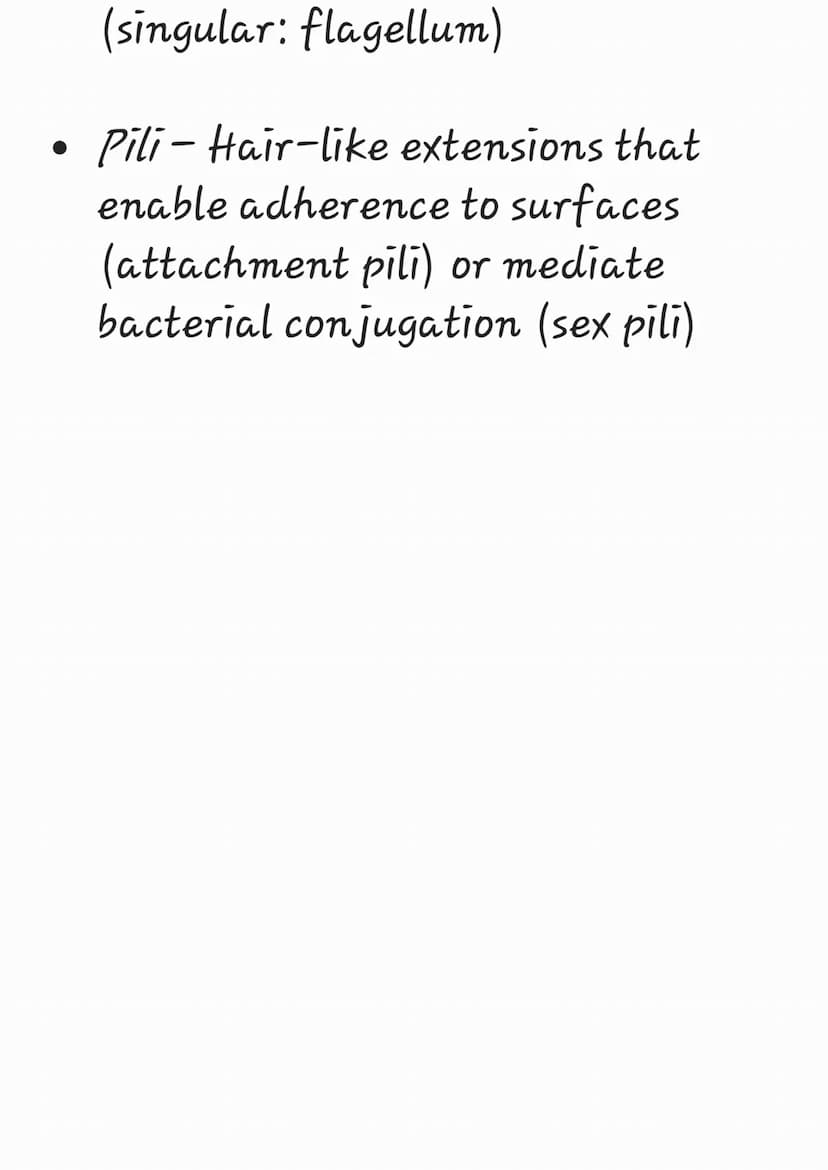 Prokaryotes are organisms whose
cells lack a nucleus ('pro' = before
; 'karyon' = nucleus)
They belong to the kingdom Monera
and have been f