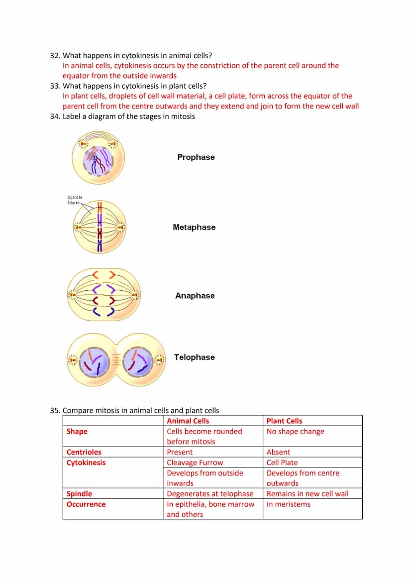 Mitosis and Meiosis Revision Questions
1. What is a chromosome?
A chromosome is a long, thin structure of DNA and protein in the nucleus if 
