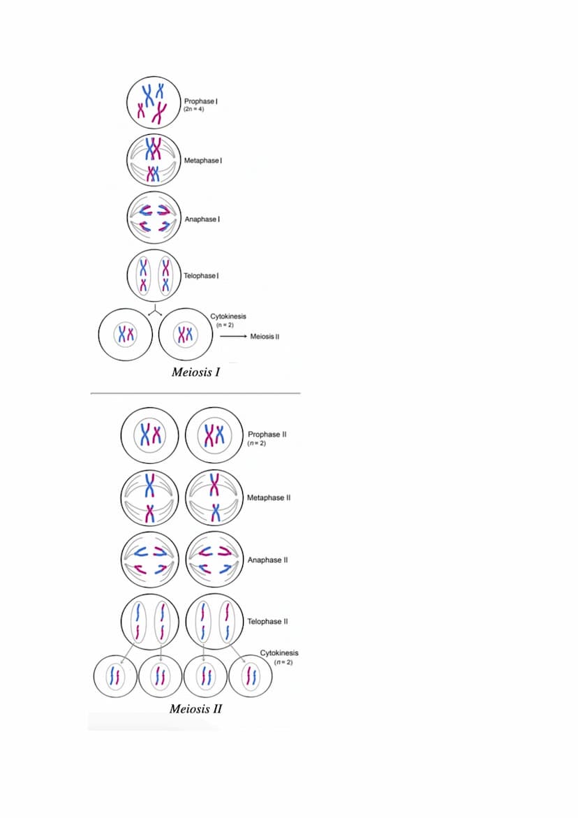 Mitosis and Meiosis Revision Questions
1. What is a chromosome?
A chromosome is a long, thin structure of DNA and protein in the nucleus if 