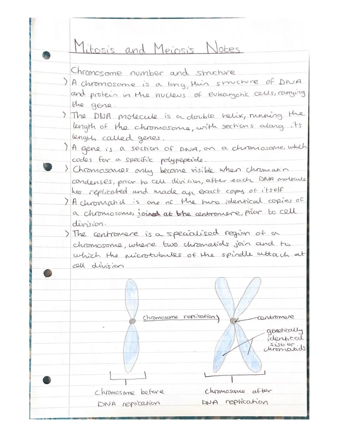 Mitosis and Meiosis Notes.
Chromosome number and structure.
> A chromosome is a long, thin structure of DNA
and protein in the nucleus.
the 