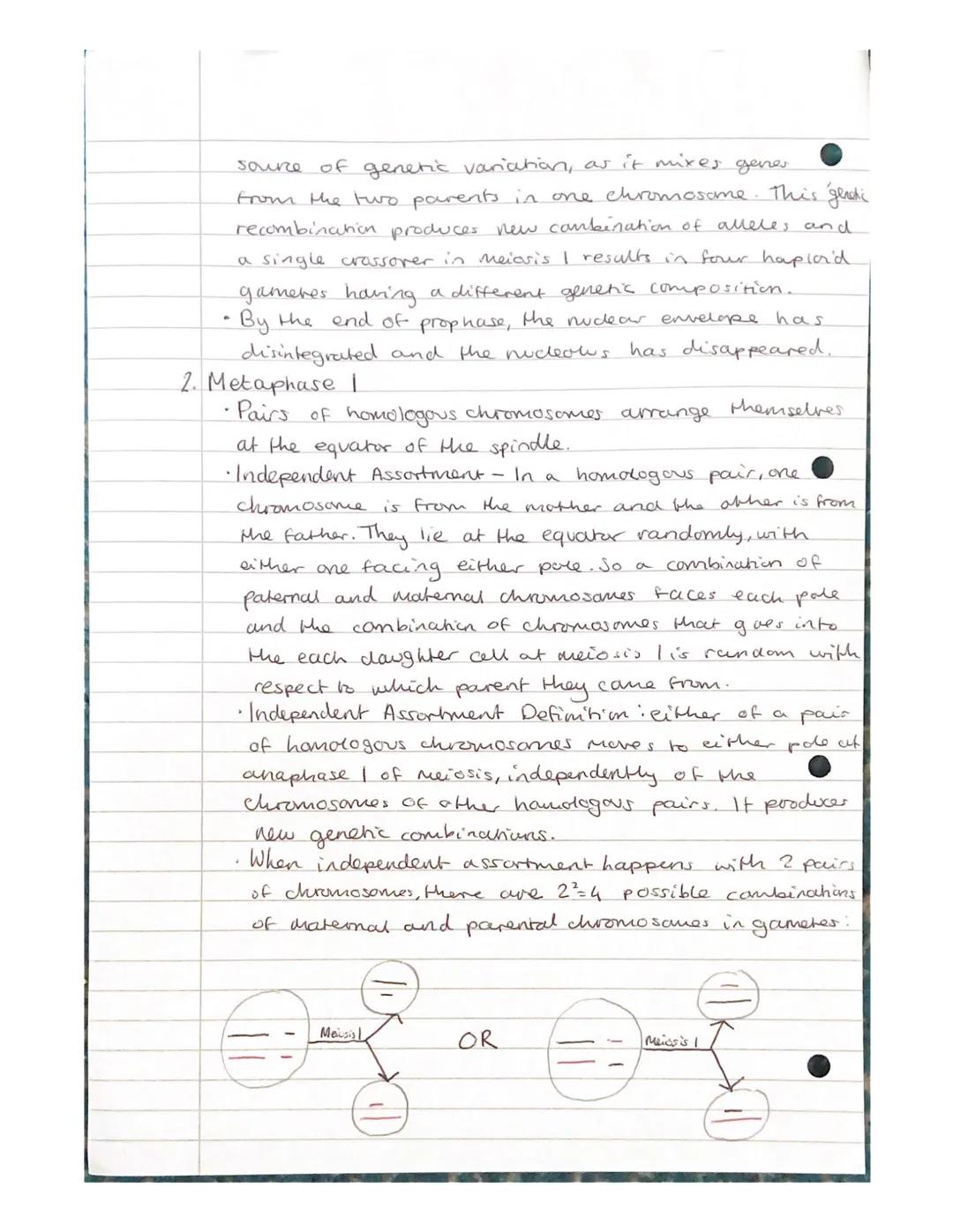 Mitosis and Meiosis Notes.
Chromosome number and structure.
> A chromosome is a long, thin structure of DNA
and protein in the nucleus.
the 