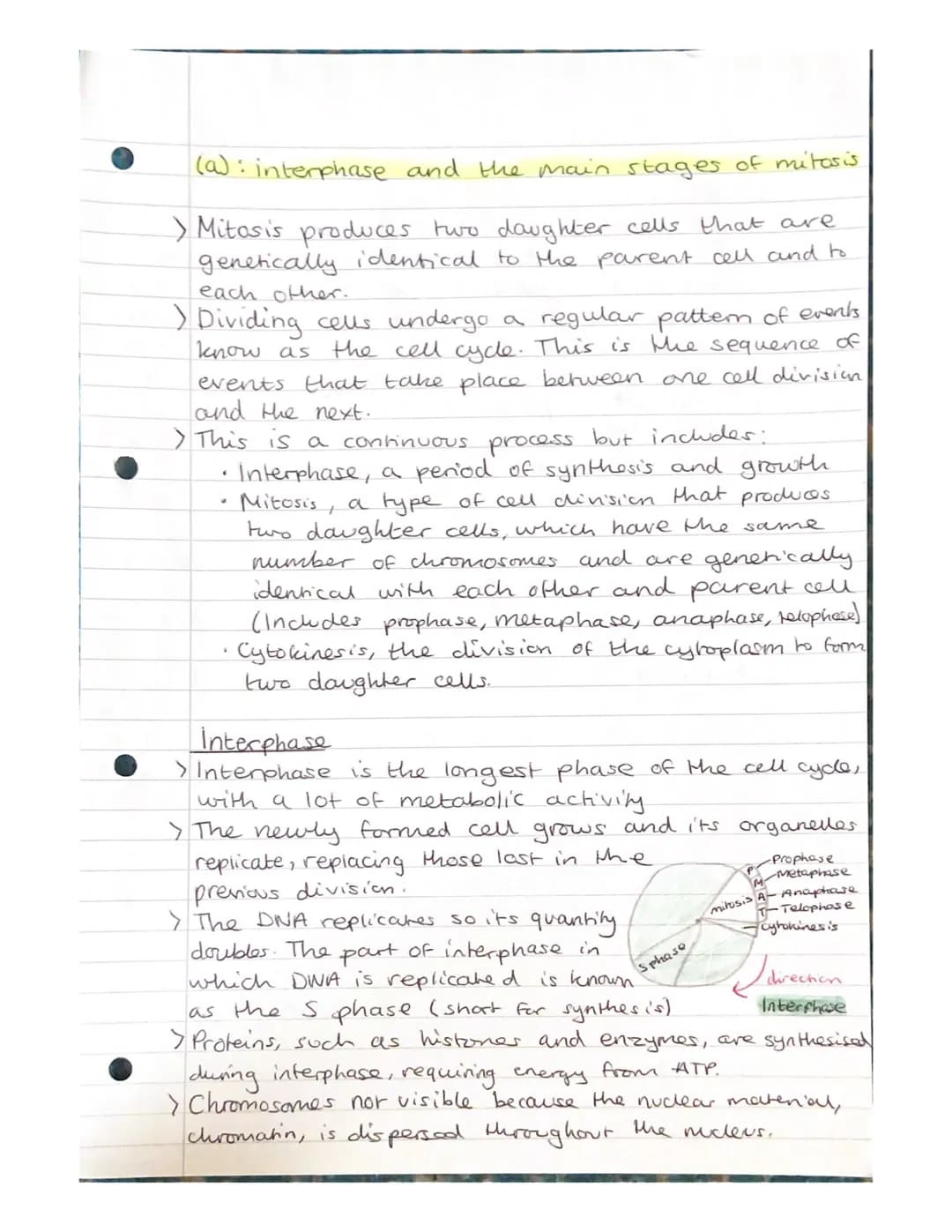 Mitosis and Meiosis Notes.
Chromosome number and structure.
> A chromosome is a long, thin structure of DNA
and protein in the nucleus.
the 