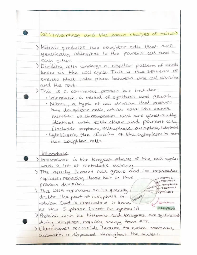 Mitosis and Meiosis Notes.
Chromosome number and structure.
> A chromosome is a long, thin structure of DNA
and protein in the nucleus.
the 