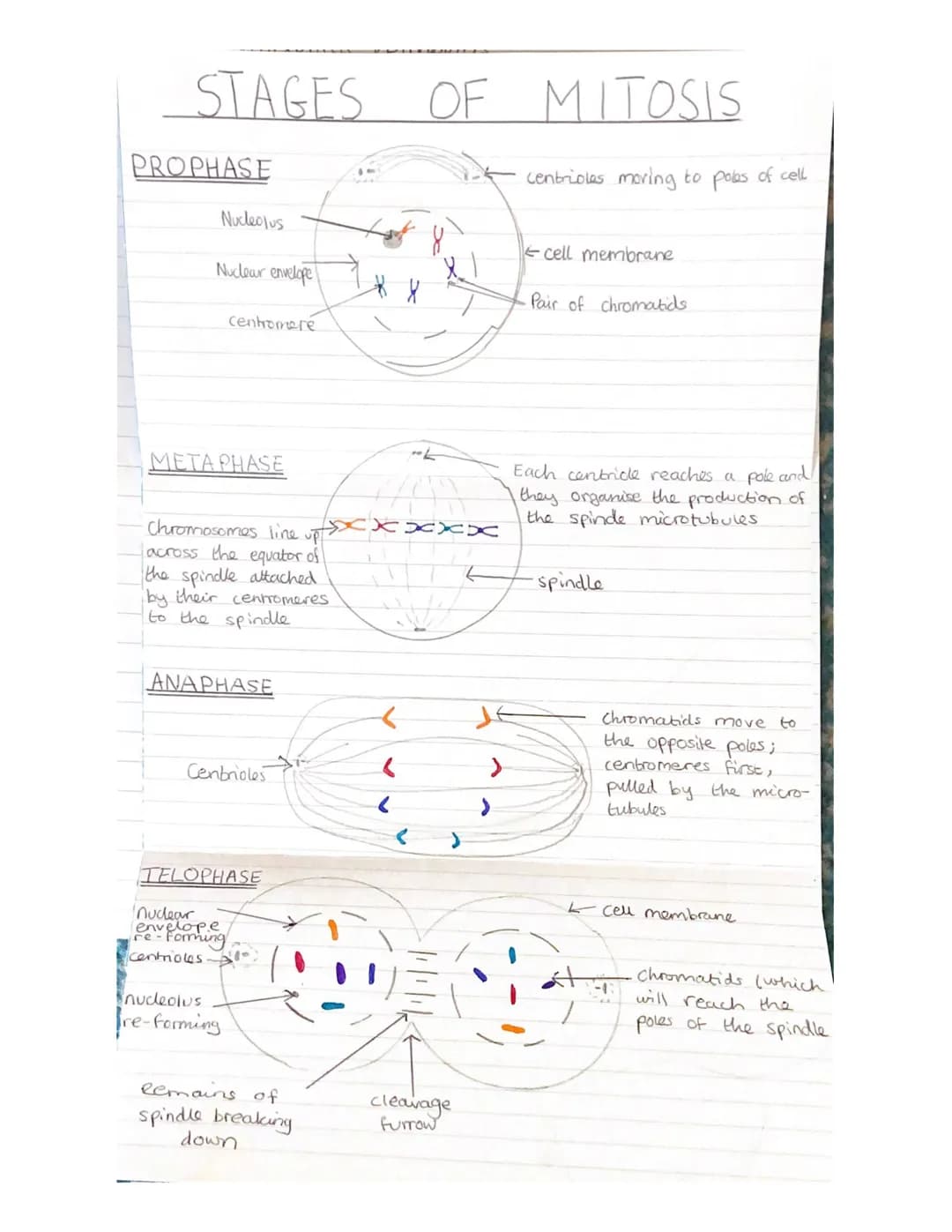 Mitosis and Meiosis Notes.
Chromosome number and structure.
> A chromosome is a long, thin structure of DNA
and protein in the nucleus.
the 