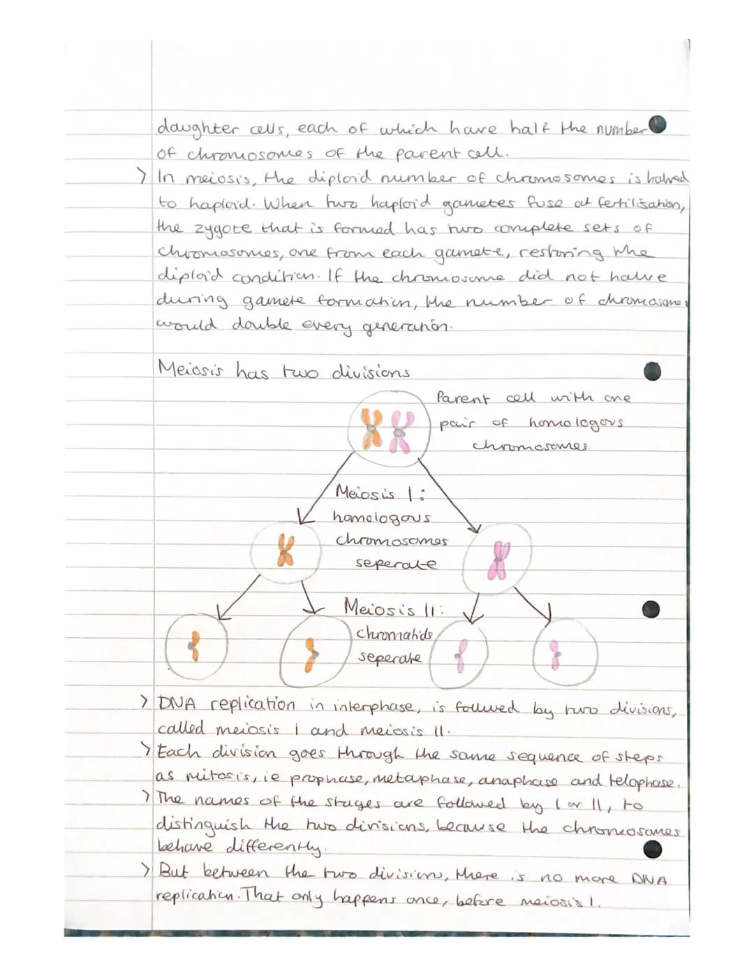 Mitosis and Meiosis Notes.
Chromosome number and structure.
> A chromosome is a long, thin structure of DNA
and protein in the nucleus.
the 