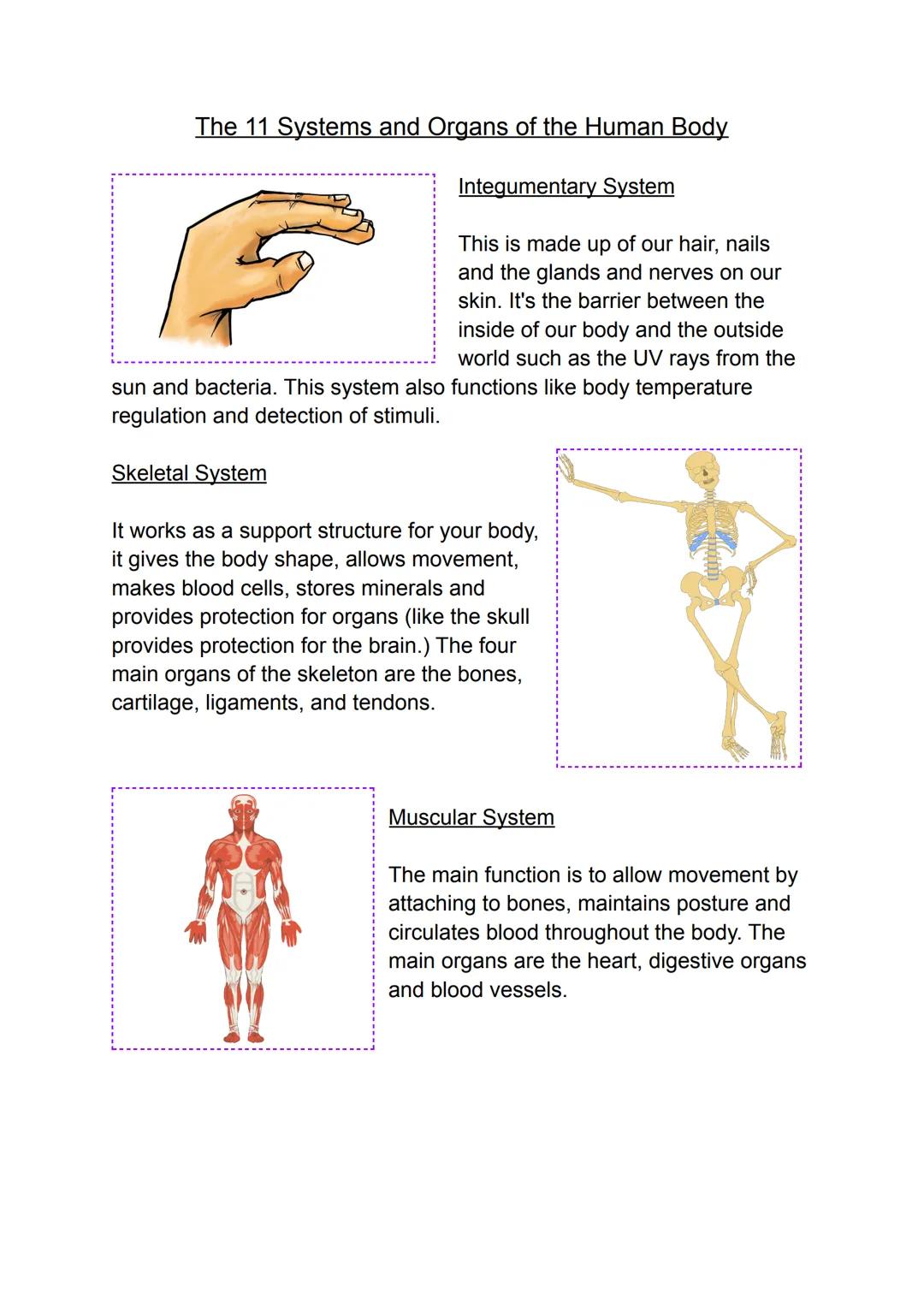 Body Systems
