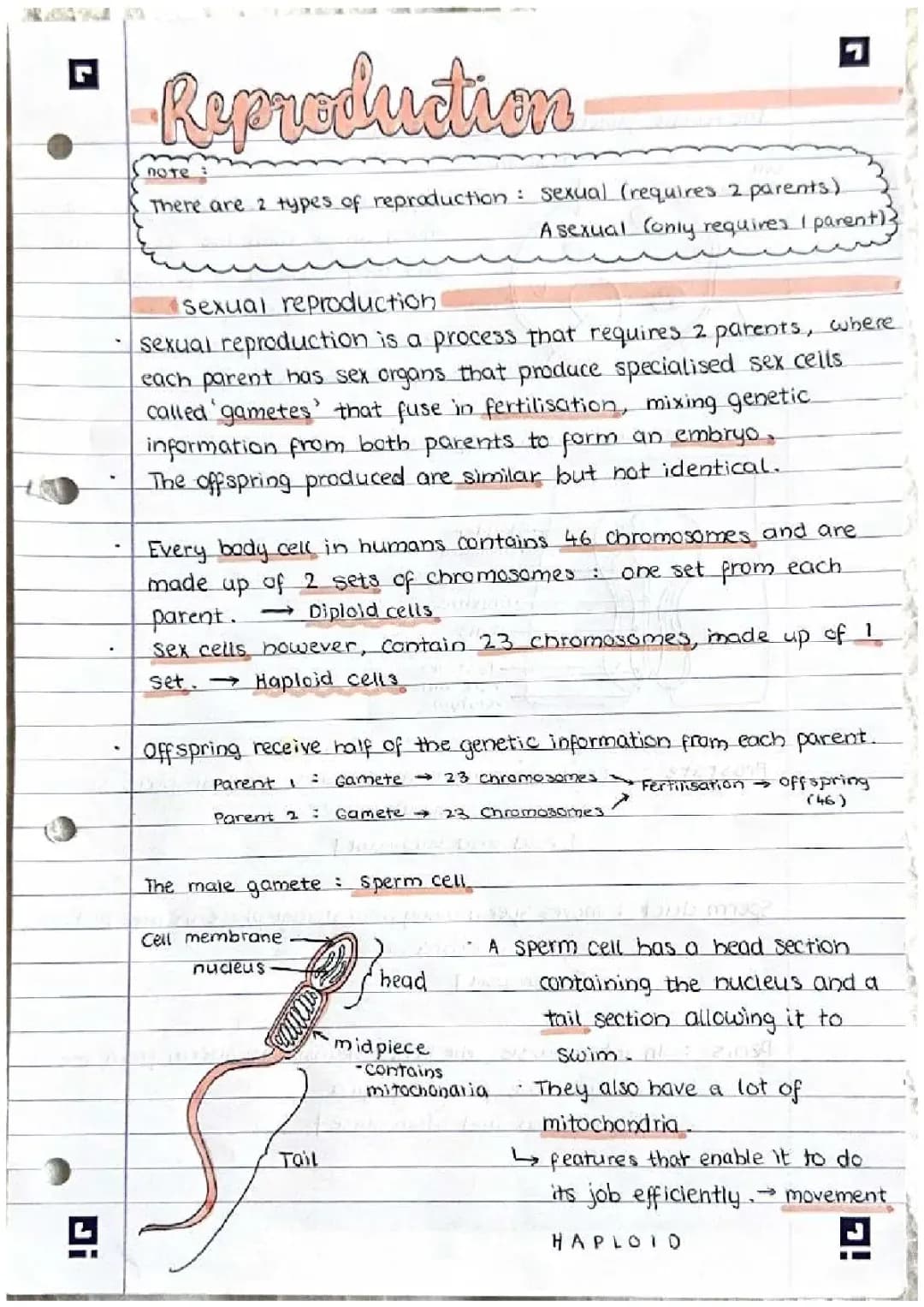 Understanding Sexual and Asexual Reproduction: Notes and Examples for Kids