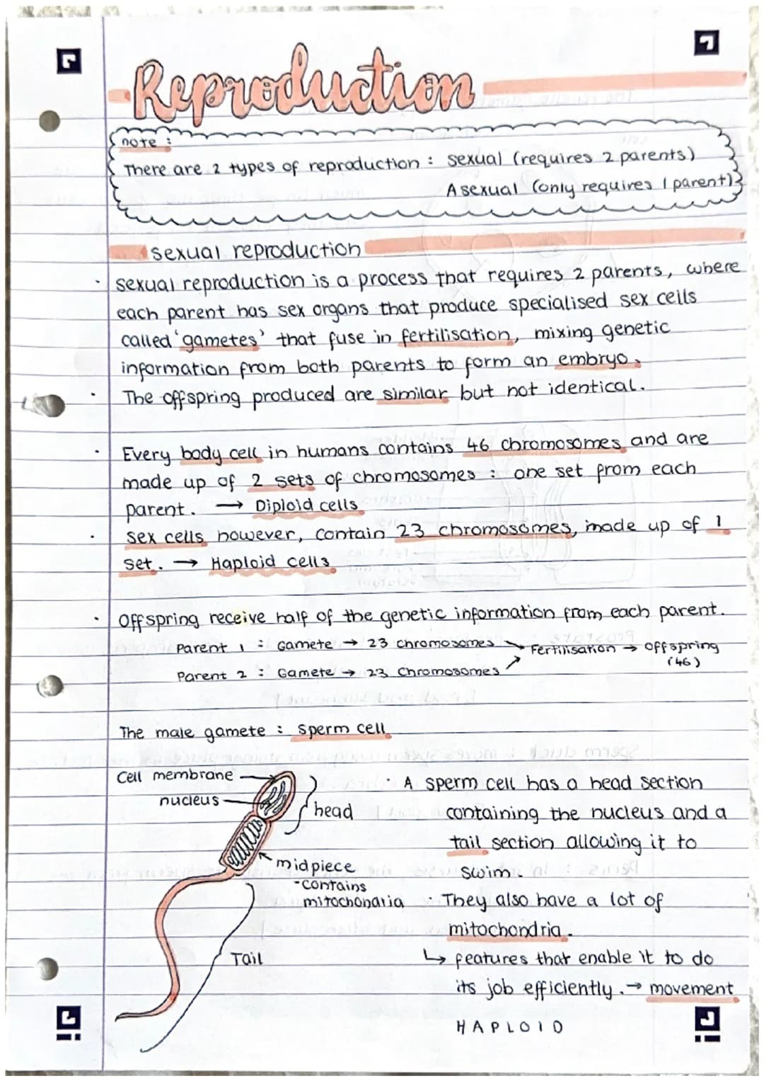 Ji
Reproduction
note:
There are 2 types of reproduction: sexual (requires 2 parents)
A sexual (only requires I parent)}
sexual reproduction
