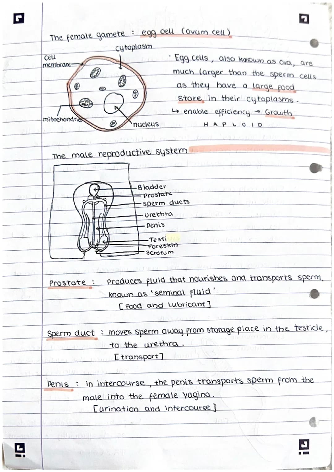 Ji
Reproduction
note:
There are 2 types of reproduction: sexual (requires 2 parents)
A sexual (only requires I parent)}
sexual reproduction
