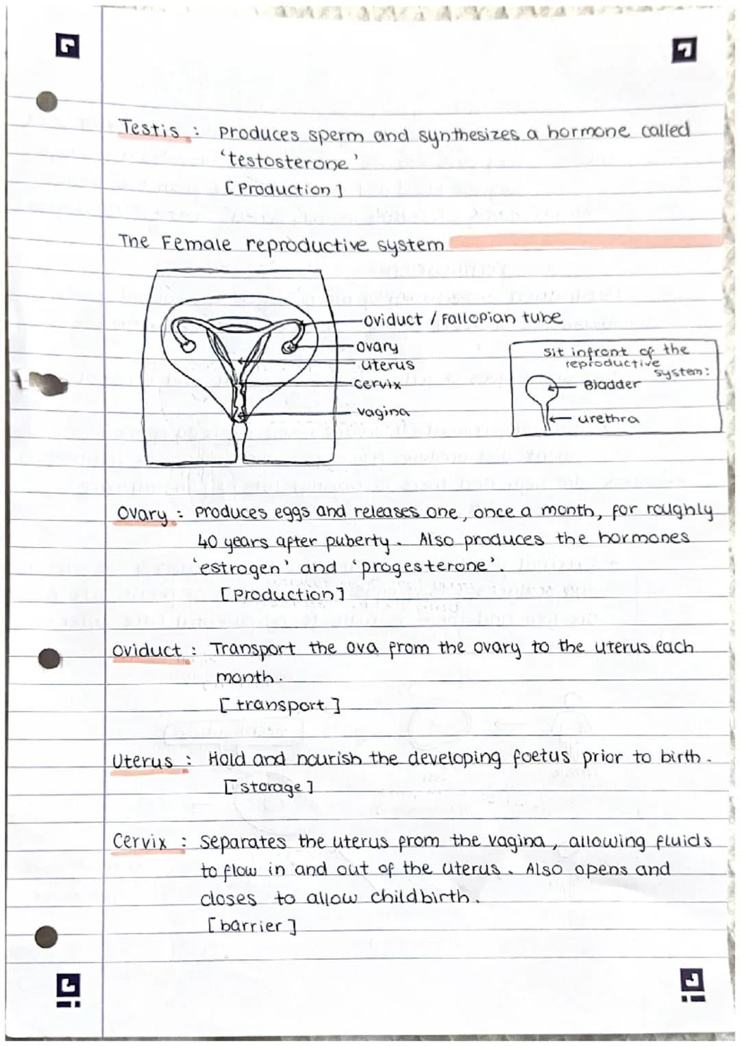 Ji
Reproduction
note:
There are 2 types of reproduction: sexual (requires 2 parents)
A sexual (only requires I parent)}
sexual reproduction
