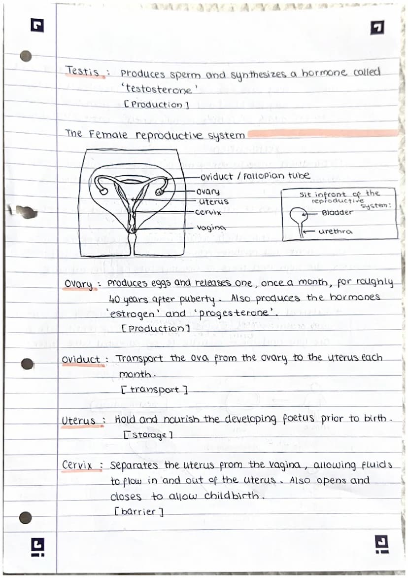 Ji
Reproduction
note:
There are 2 types of reproduction: sexual (requires 2 parents)
A sexual (only requires I parent)}
sexual reproduction
